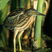 Little Bittern